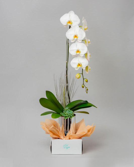 WHITE MERCURY ORCHID