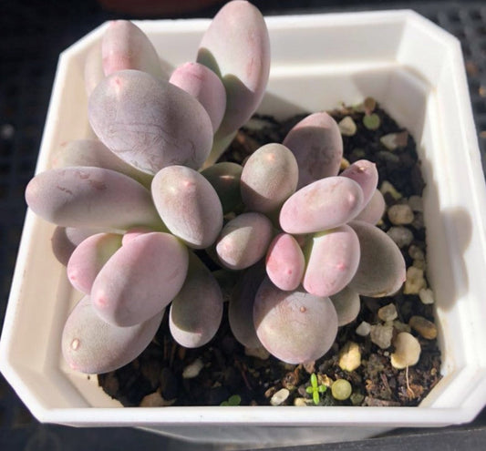 Pachyphytum blue haze