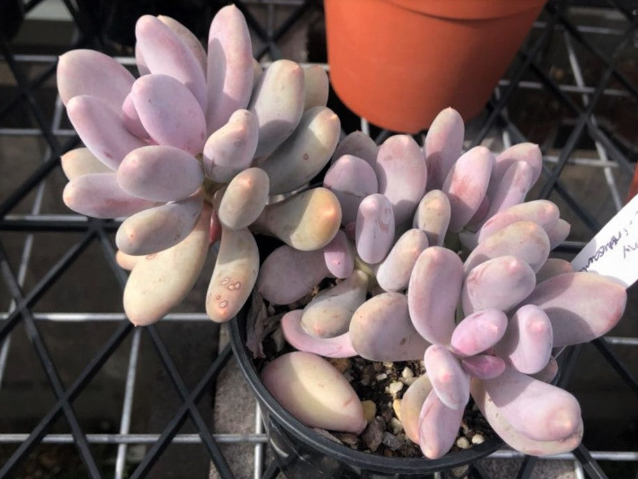 Pachyphytum blue haze