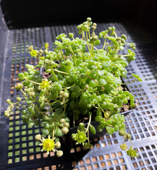 Monanthes brachycaulos