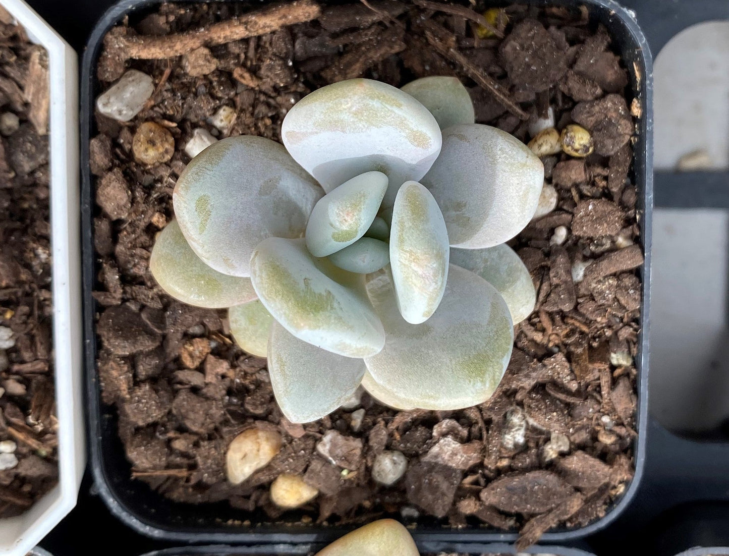Graptoveria snow peach S
