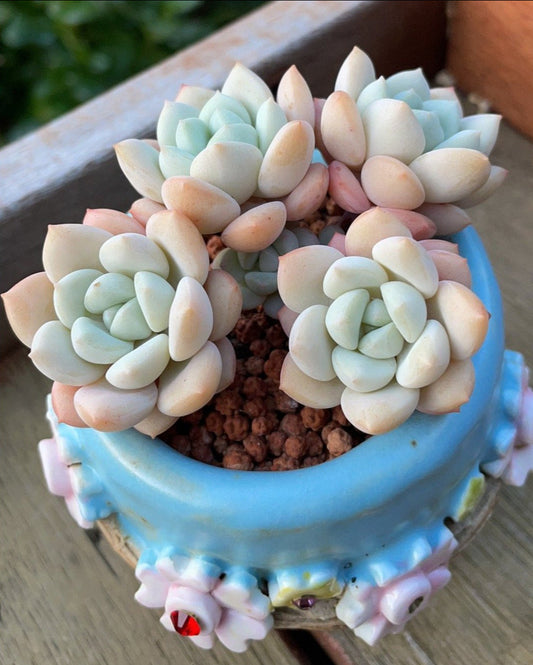 Sedeveria Pudgy