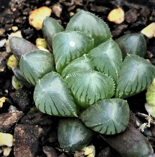 Haworthia obtusa