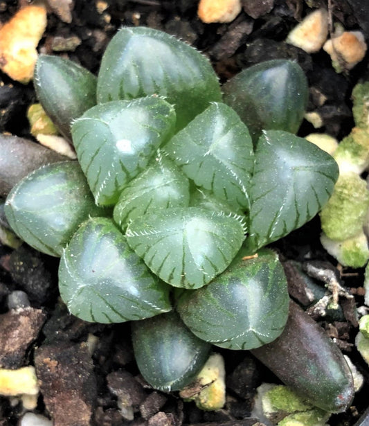 Haworthia obtusa