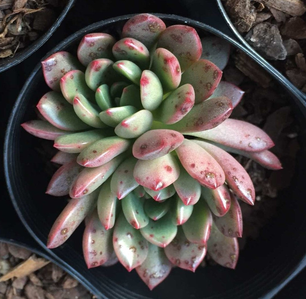 Graptoveria pink ruby/ bashful