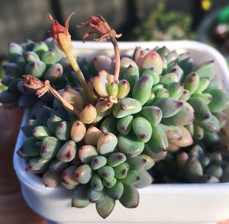 Graptopetalum pachyphyllum 'blackberry'