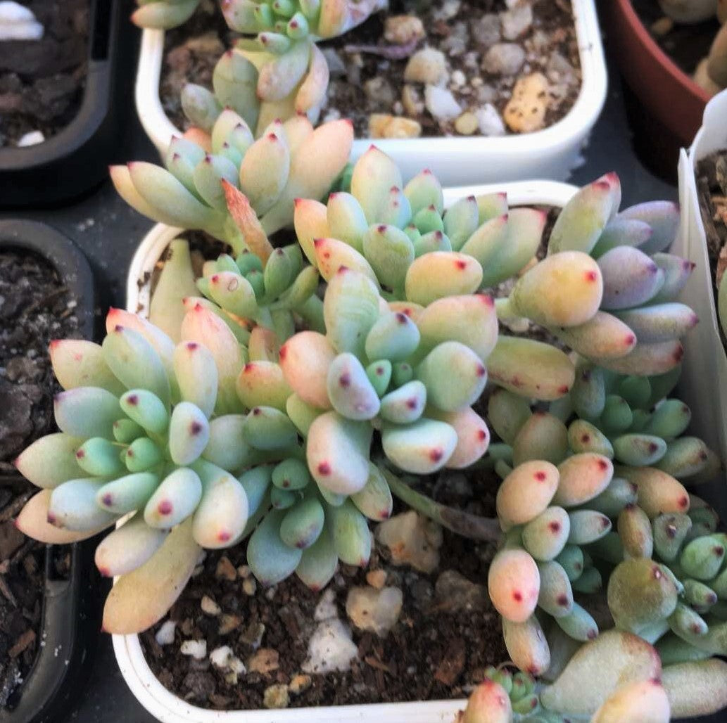 Graptopetalum pachyphyllum 'blackberry'