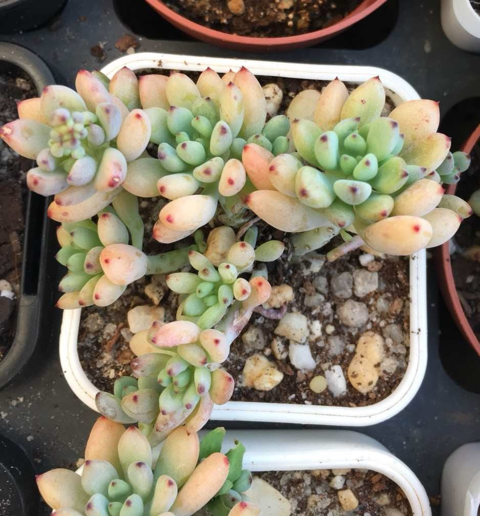 Graptopetalum pachyphyllum 'blackberry'