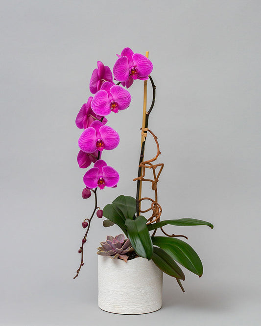 SINGLE PINK ORCHID