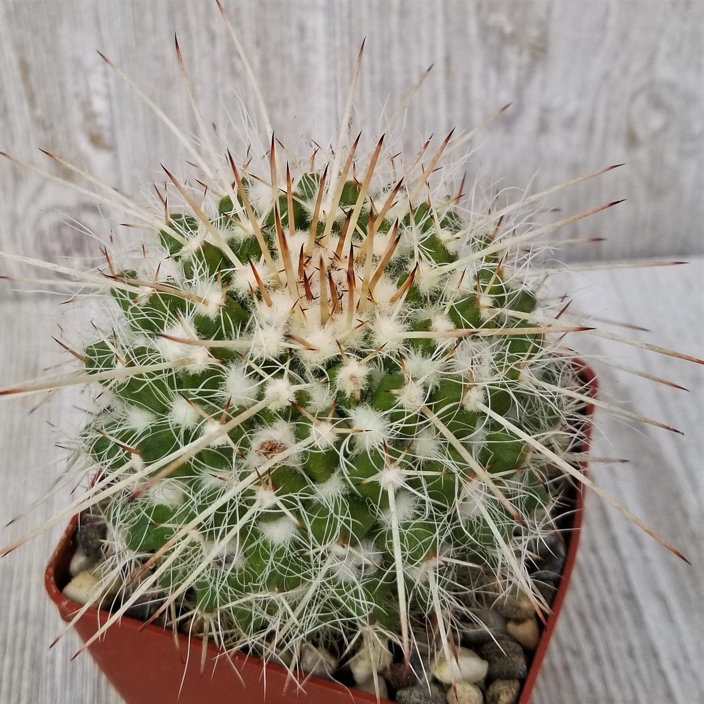 Mammillaria bicolor nobilis