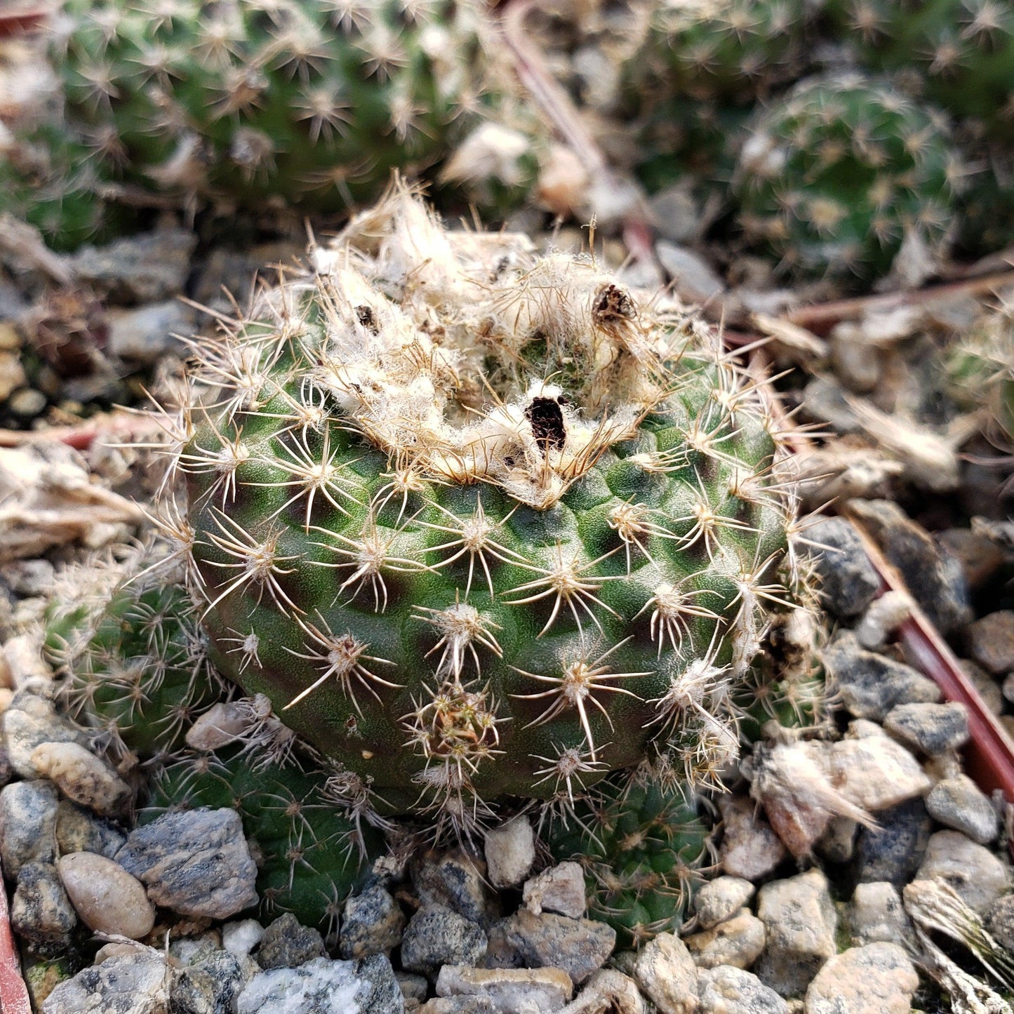 Frailea grahliana