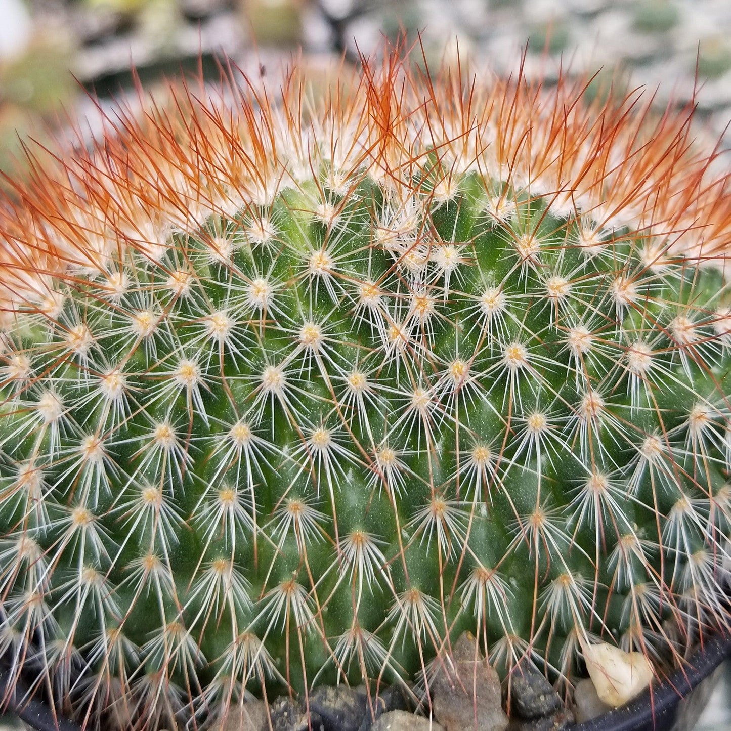Mammillaeria Spinosissima Cristata