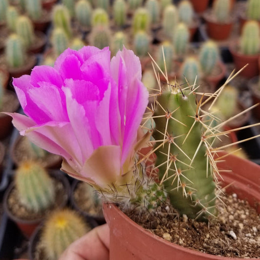 Echinocereus pentalophus