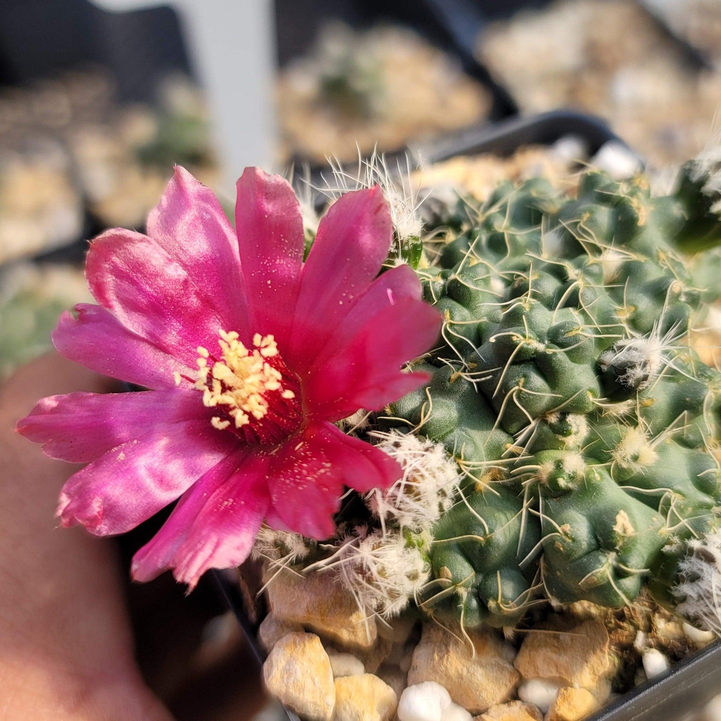 Puna subterranea 'incahuasi'