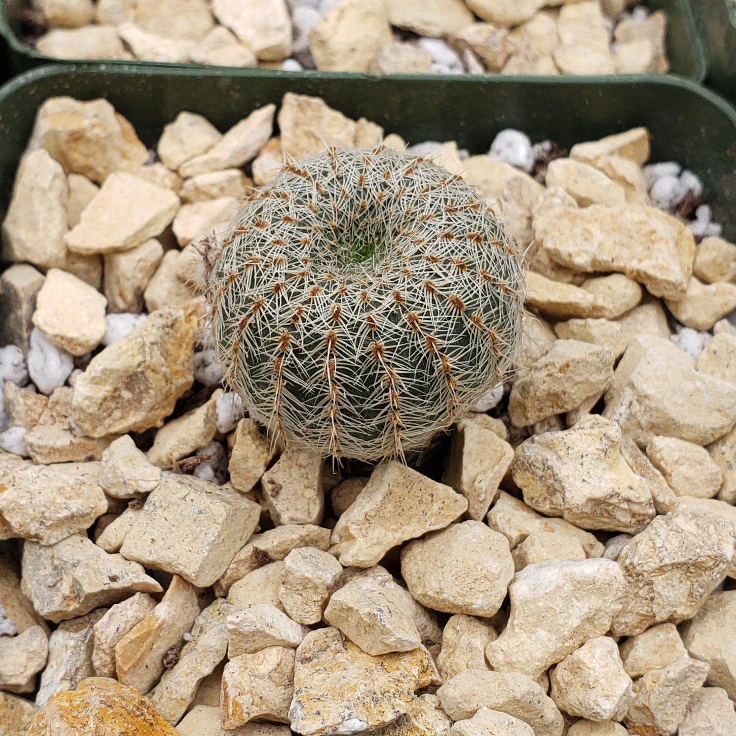Frailea gloriosa