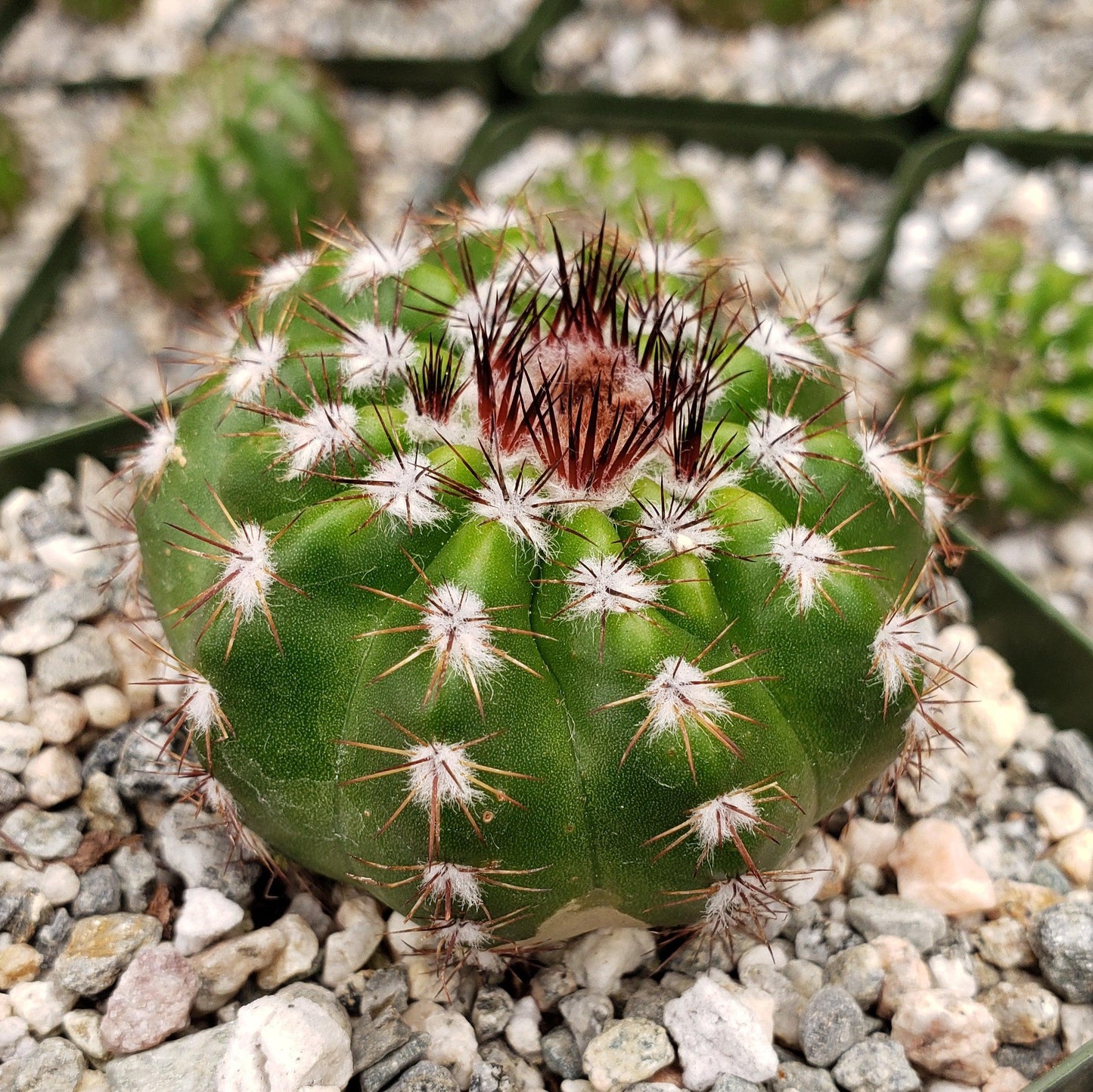 Notocactus carambeiensis