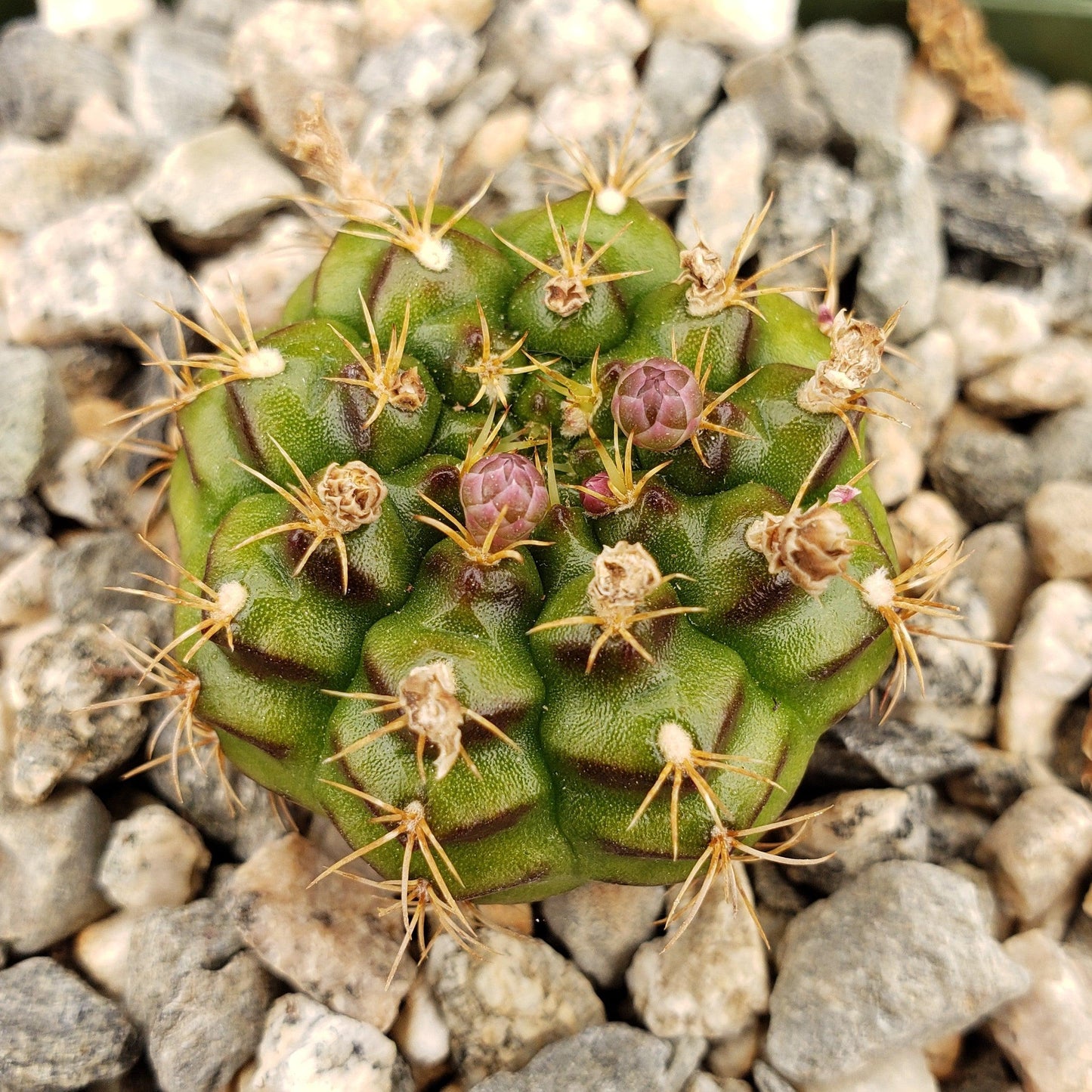 Gymnocalycium damsii robores