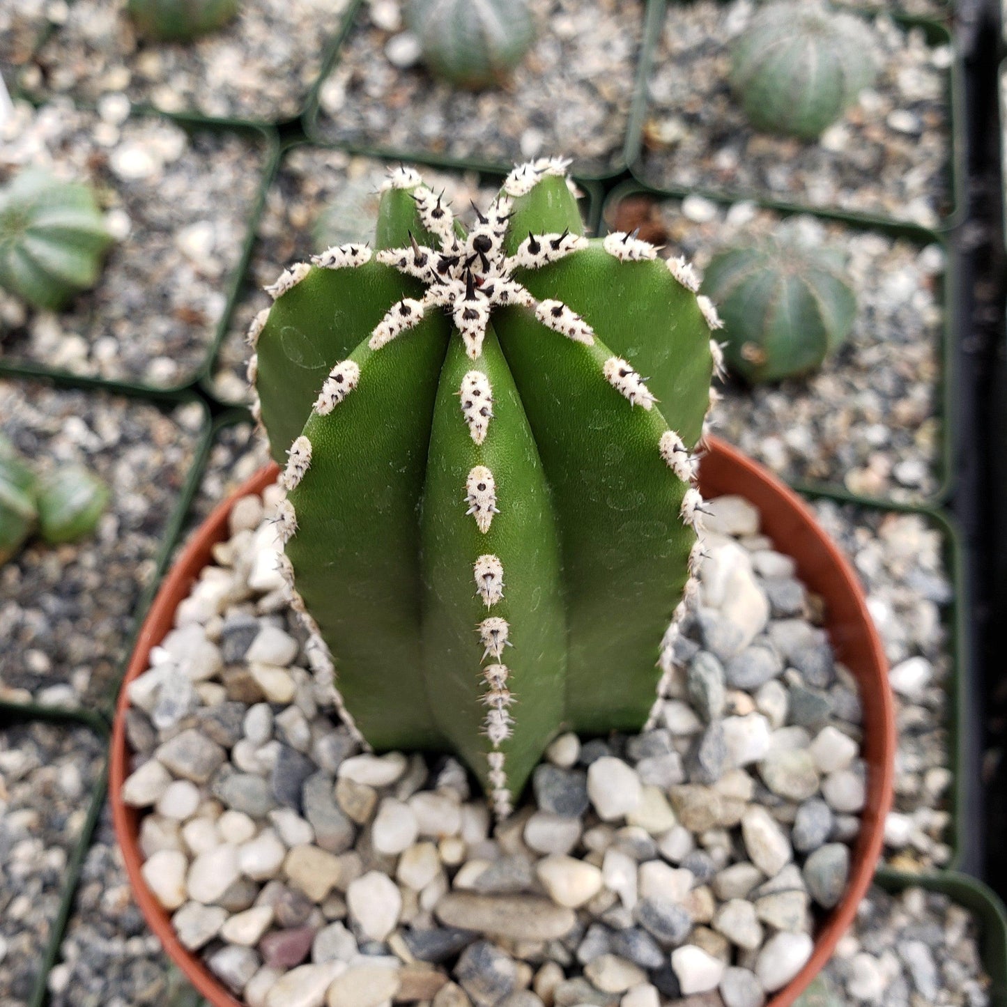 Mexican Fence Post Cactus 'Pachycereus marginatus'