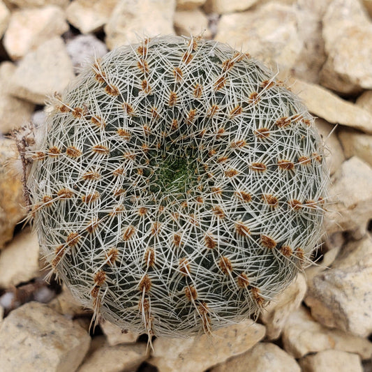 Frailea gloriosa