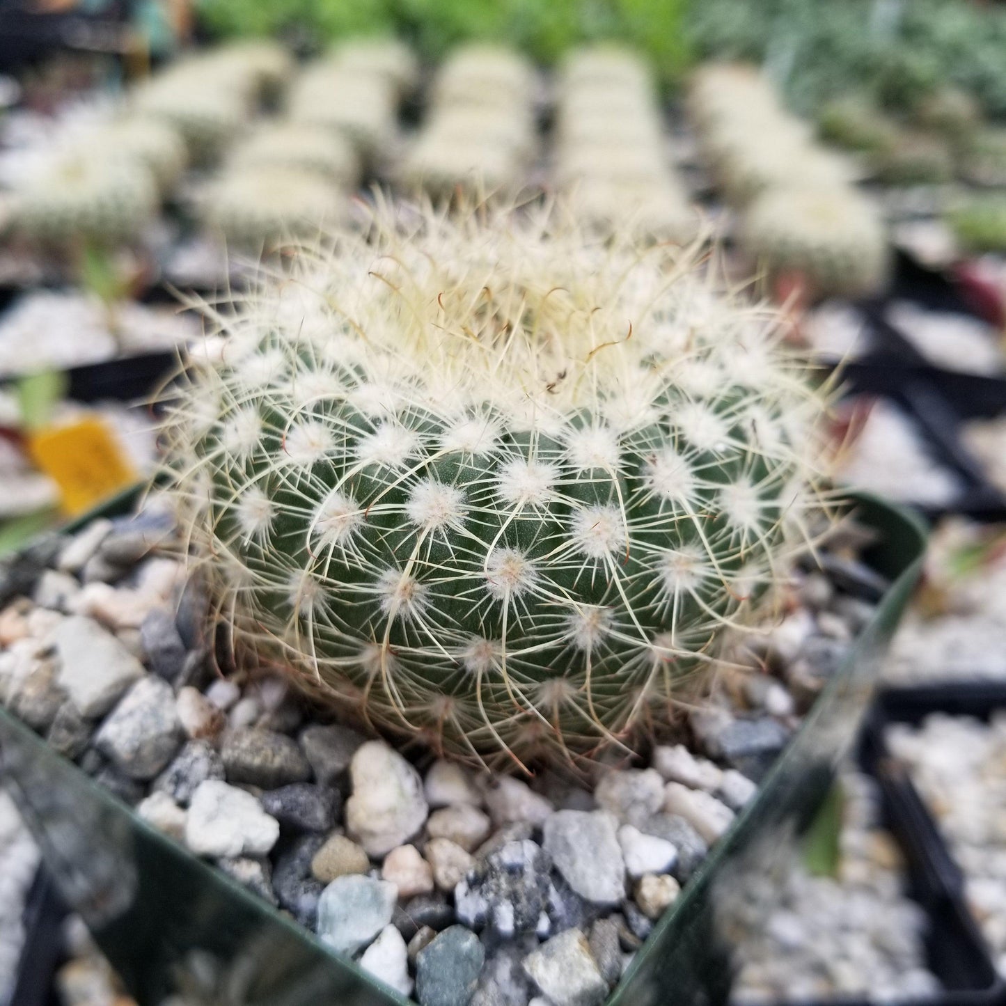 Notocactus apricus