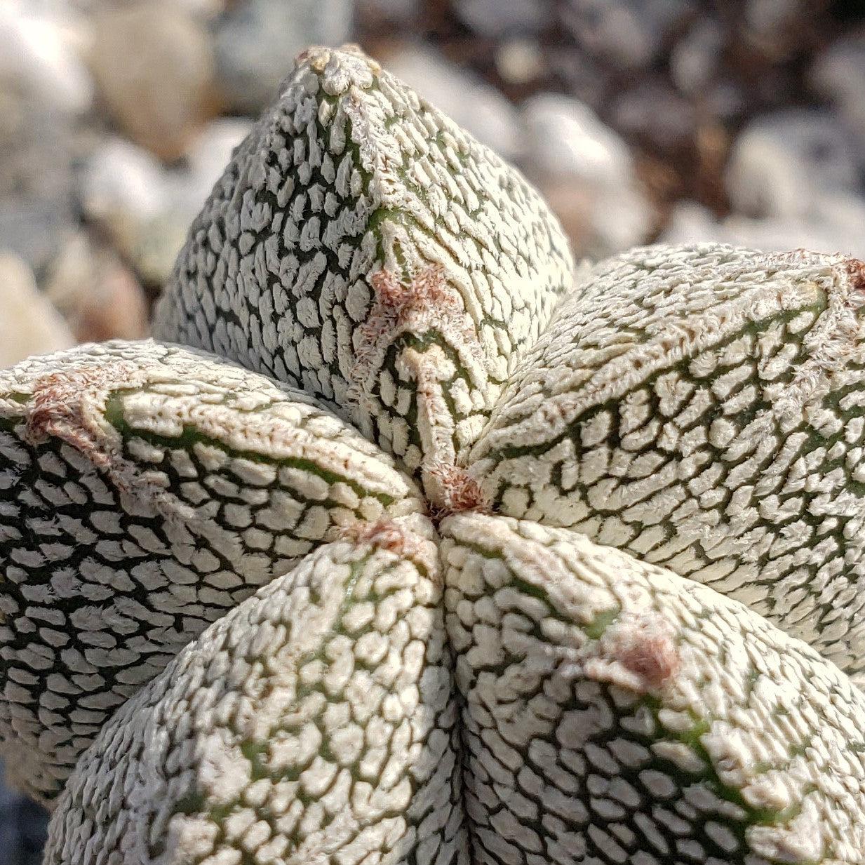 Astrophytum onzuka