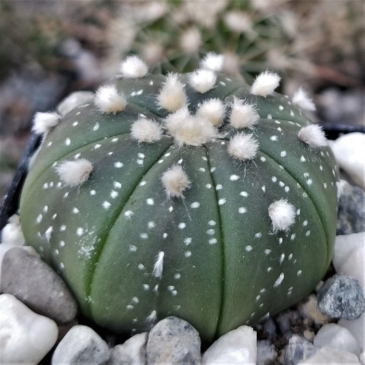Sand Dollar Cactus 'Astrophytum asterias'