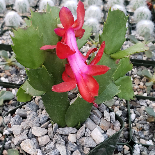 Red Thanksgiving Cactus 'Schlumbergera truncata'