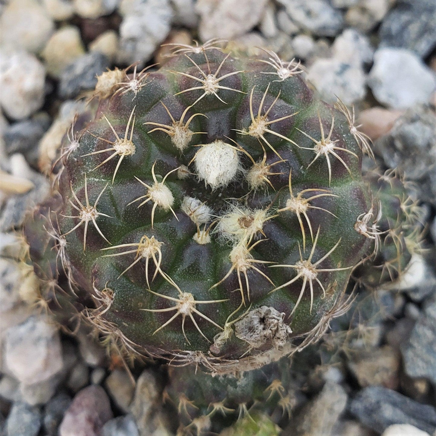 Frailea buenekeri