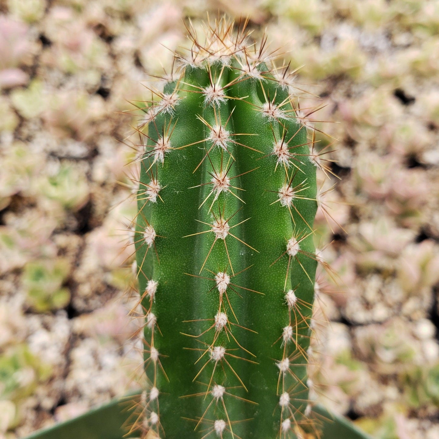 Peruvian Apple Cactus 'Cereus repandus'