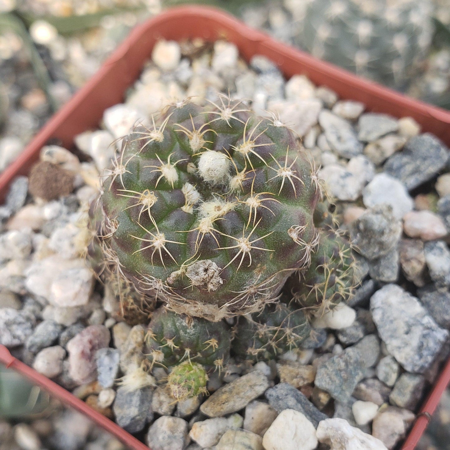 Frailea buenekeri