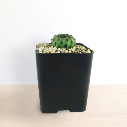 Sulcorebutia rauschii viridermis