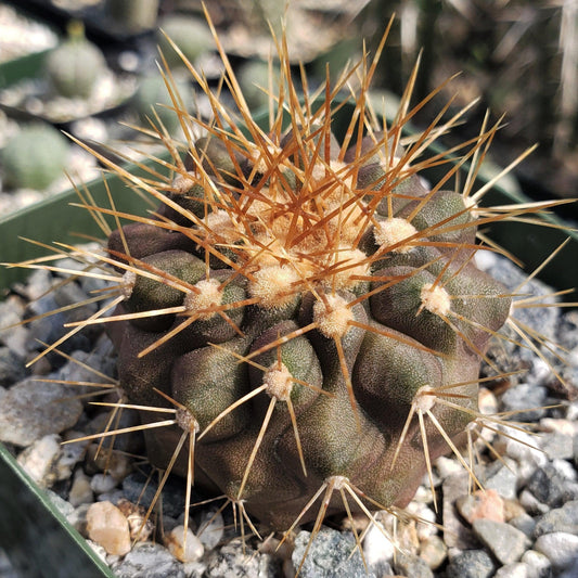 Copiapoa haseltoniana