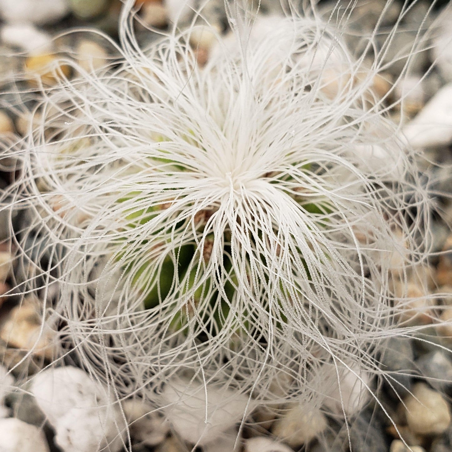 Old Man Cactus 'Cephalocereus senilis'