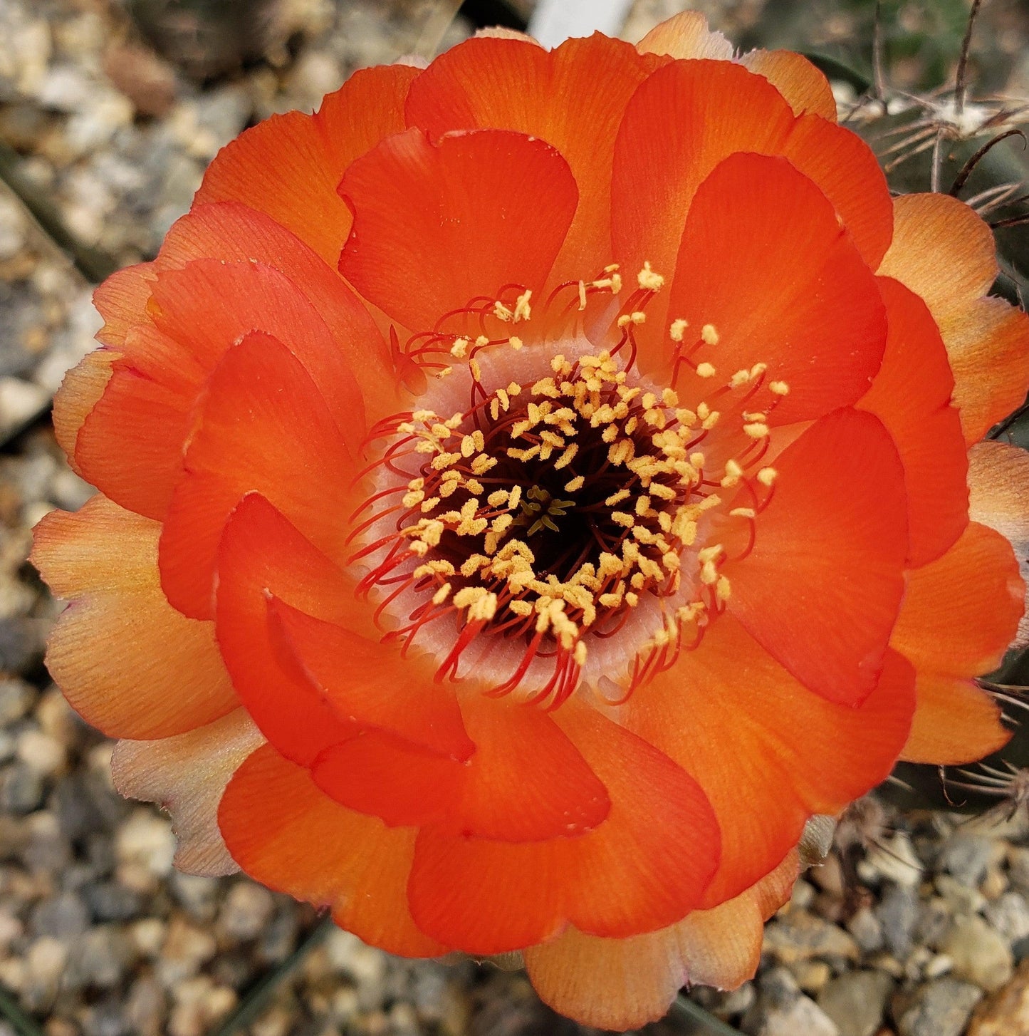 Lobivia haageana