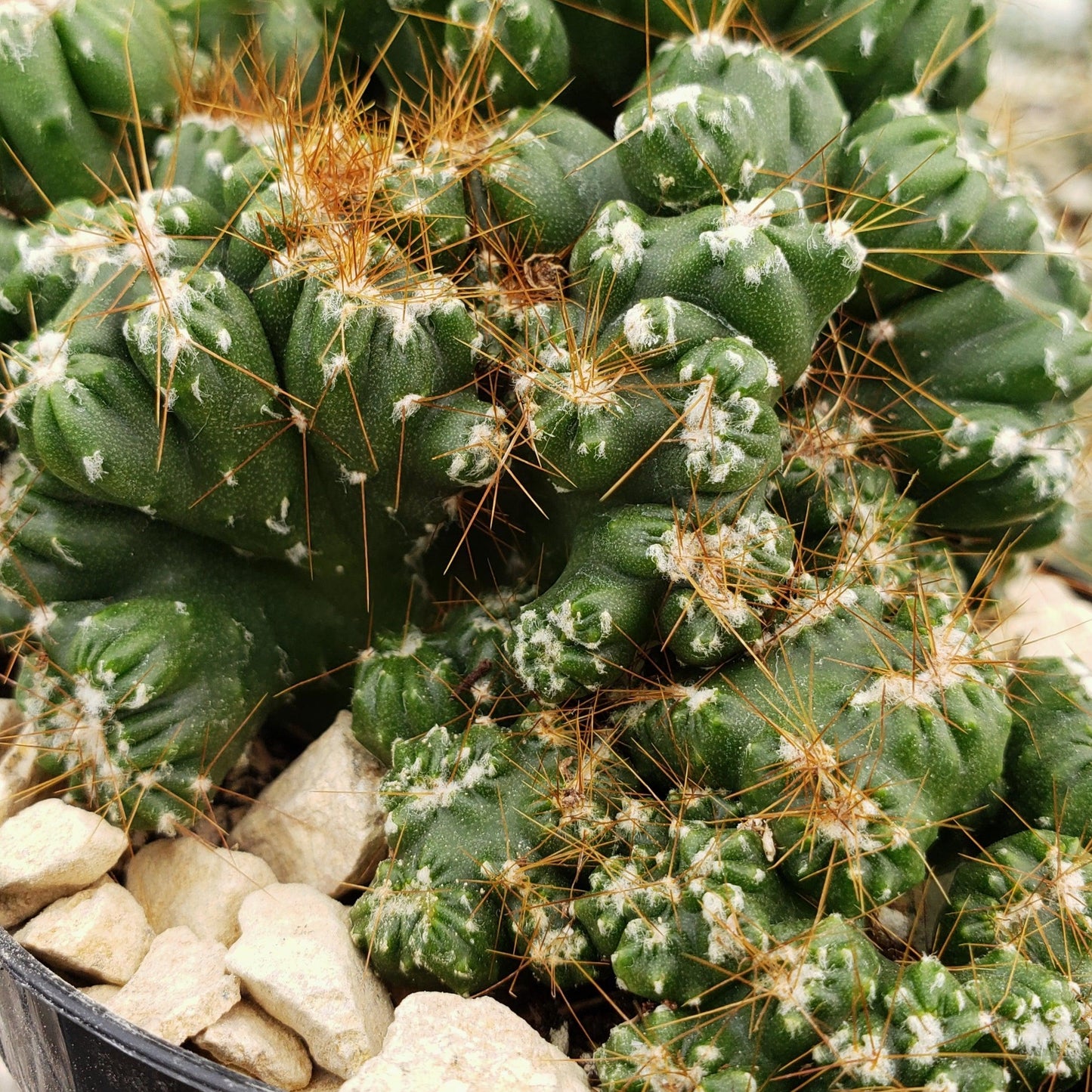 Cereus peruvianus monstrose 'Petra'