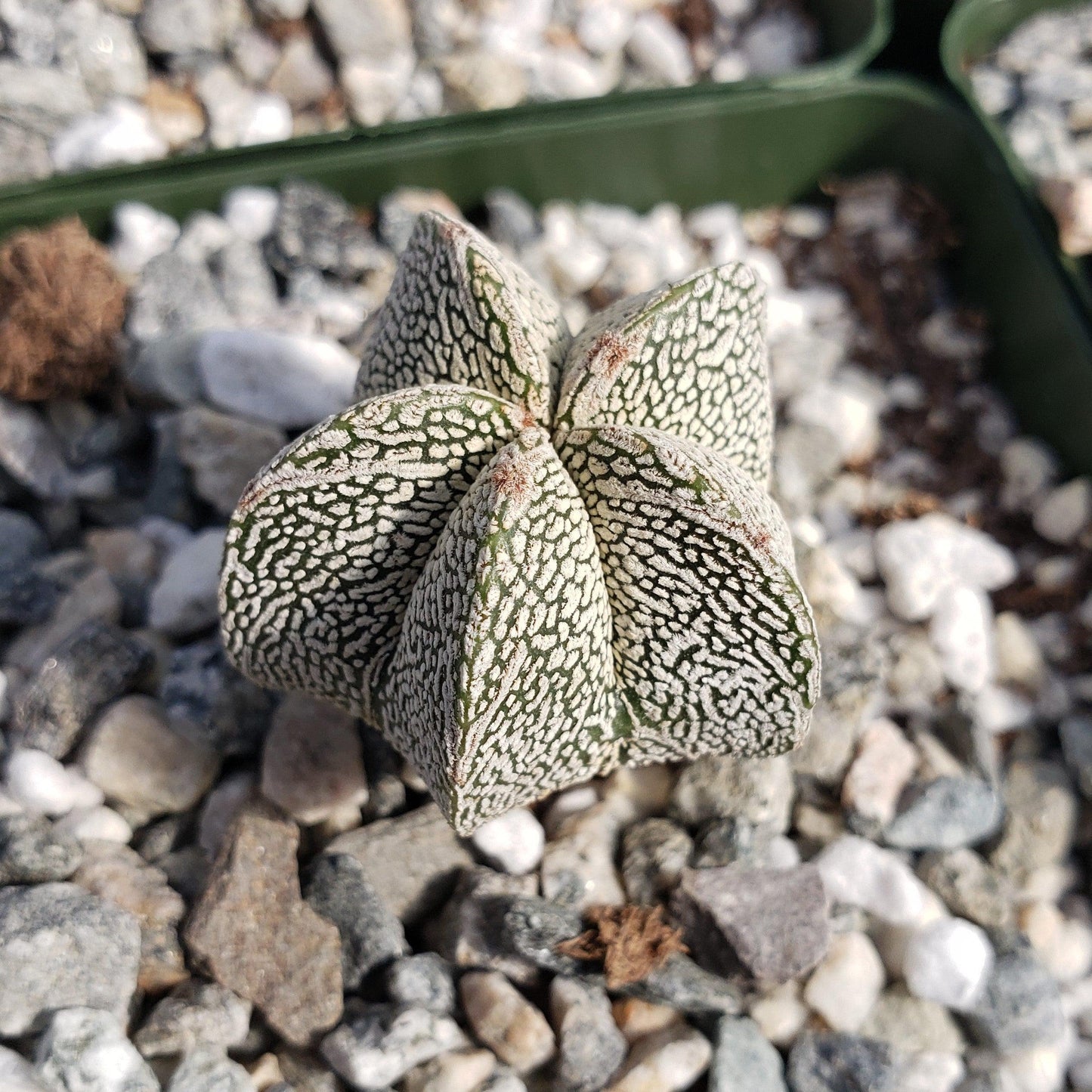 Astrophytum onzuka