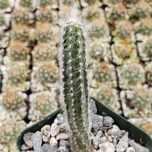 Wilcoxia schmollii