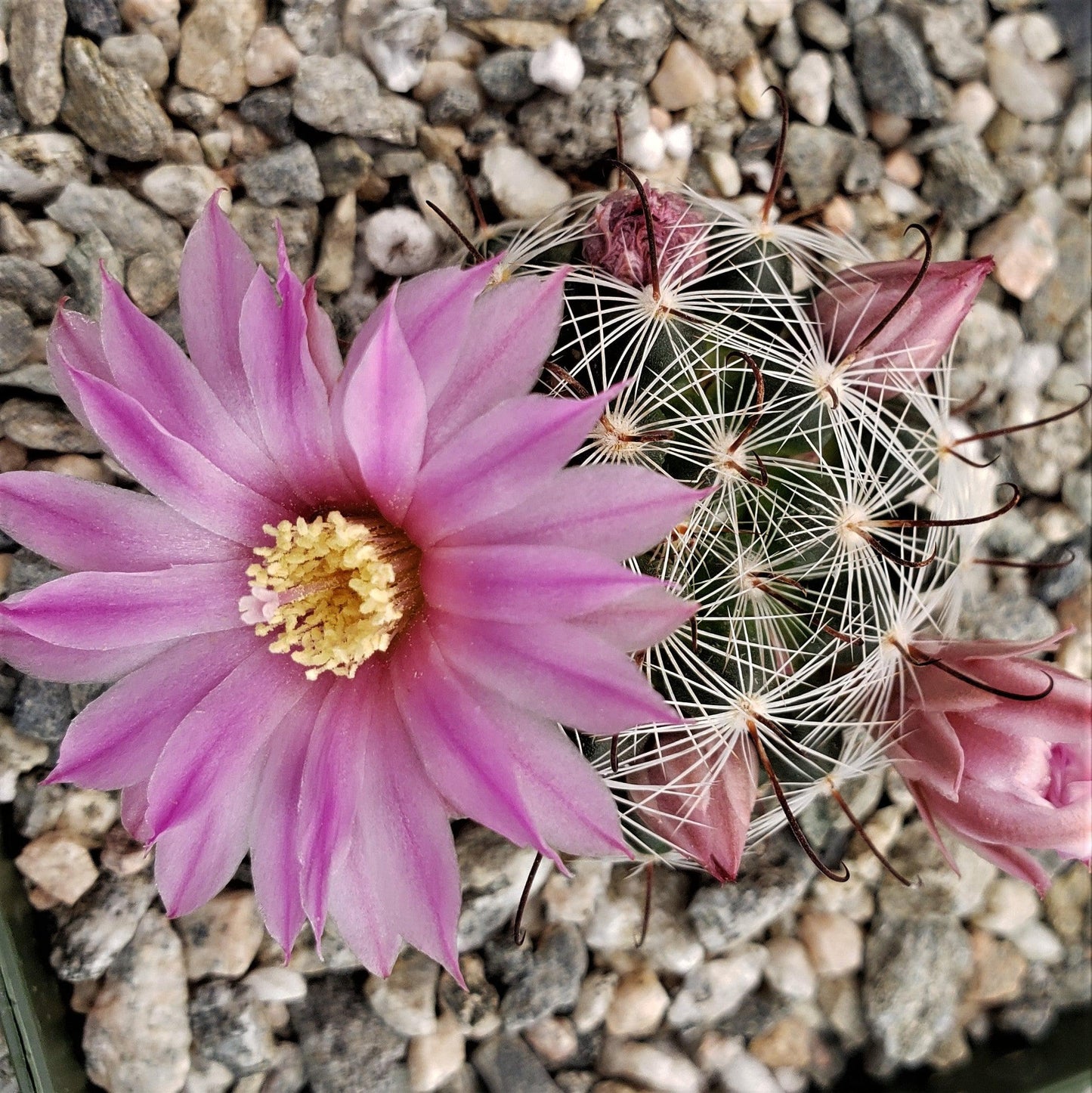 Mammillaria longiflora stampferi