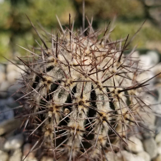 Echinopsis cv. Haku-Jo.
