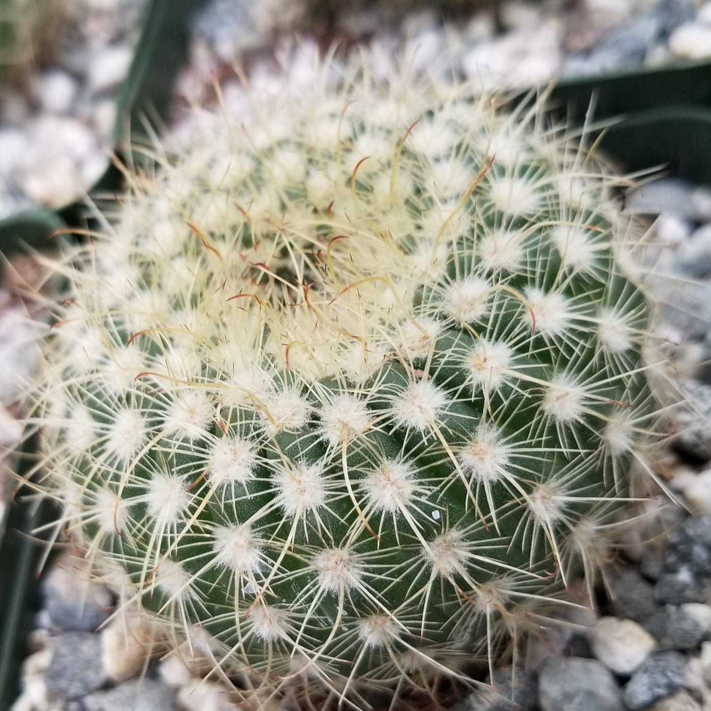 Notocactus apricus