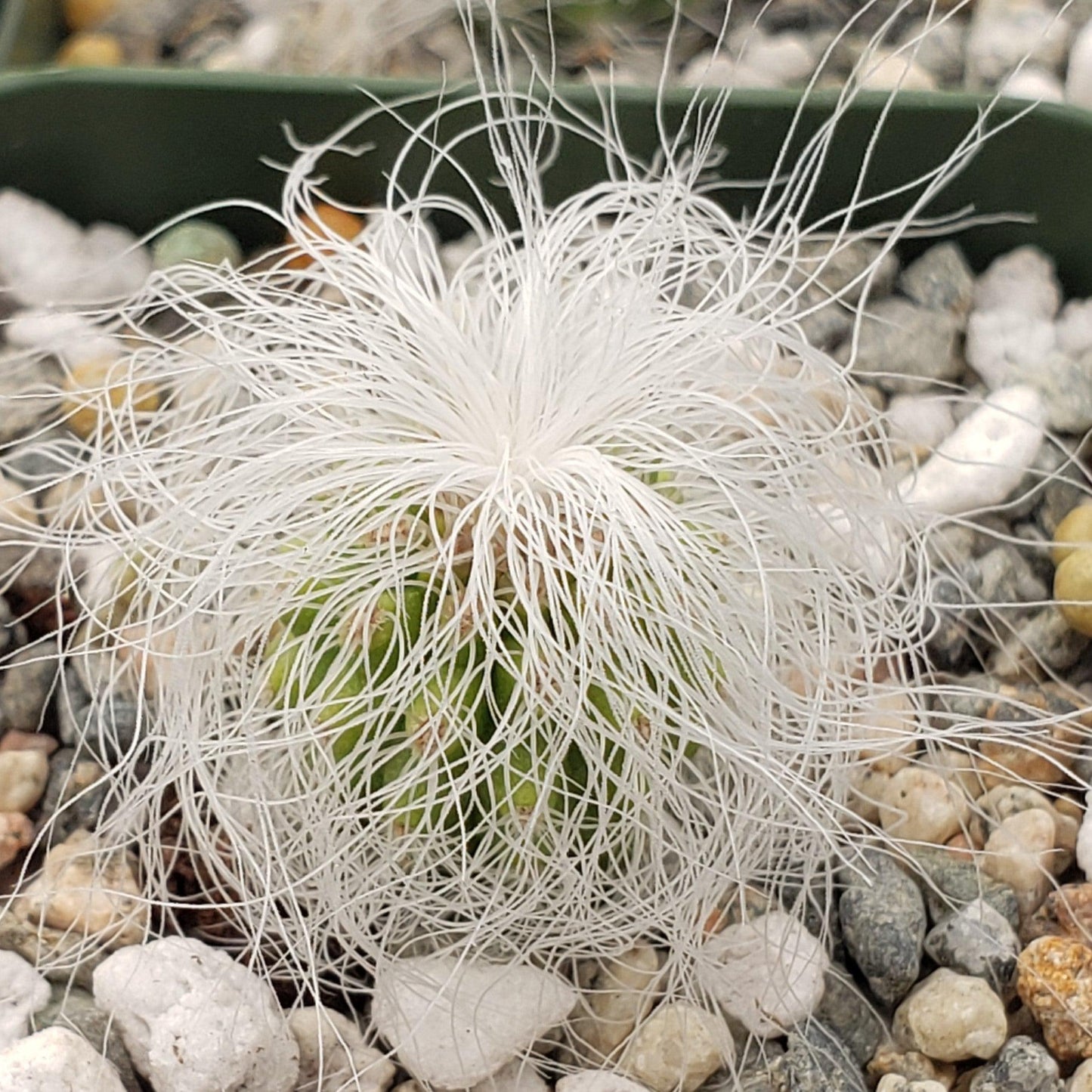 Old Man Cactus 'Cephalocereus senilis'