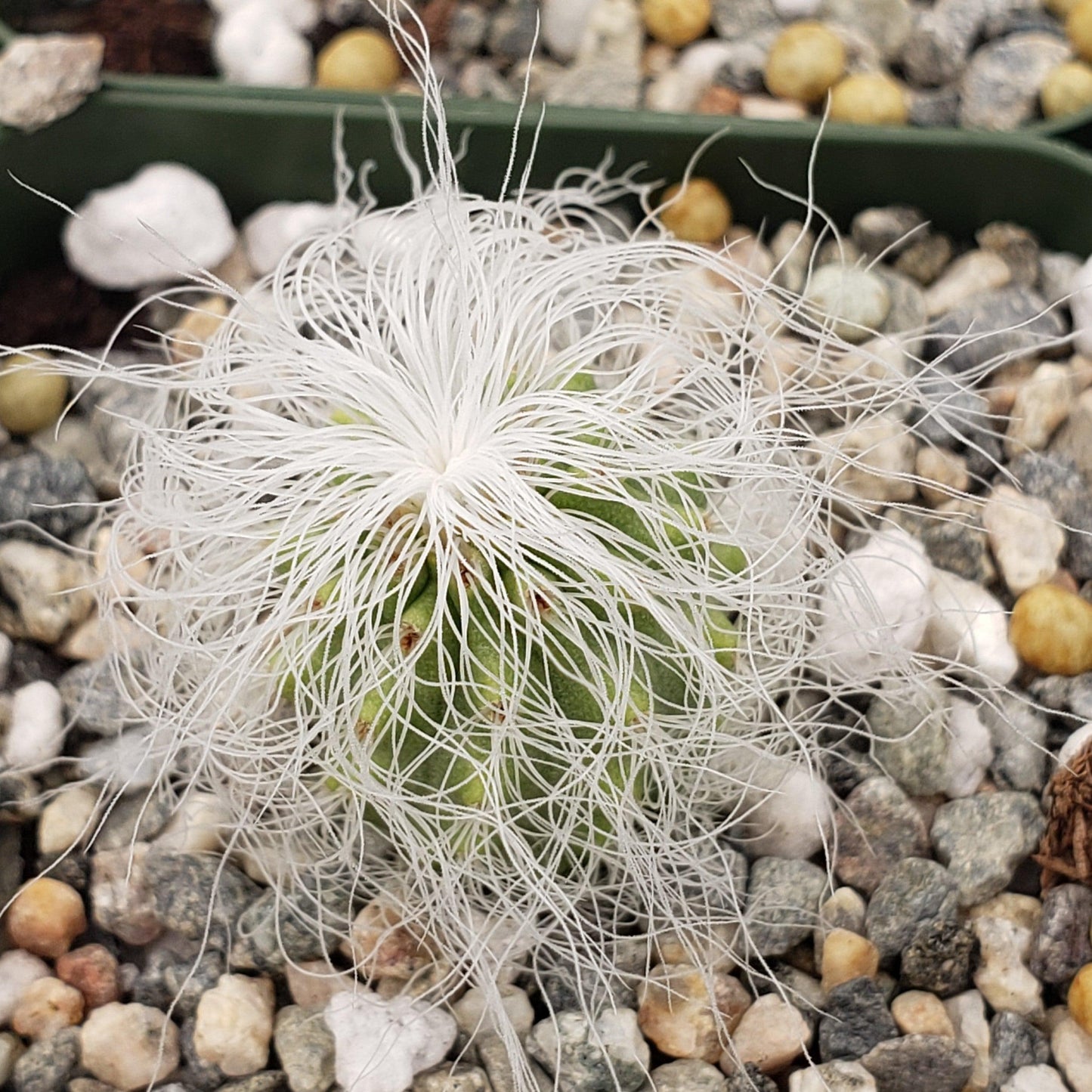 Old Man Cactus 'Cephalocereus senilis'