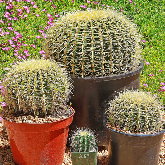 Golden Barrel Cactus - Echinocactus grusonii