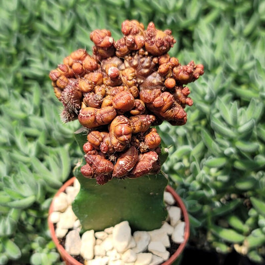 Grafted Echinopsis 'Chocolate' monstrose crested