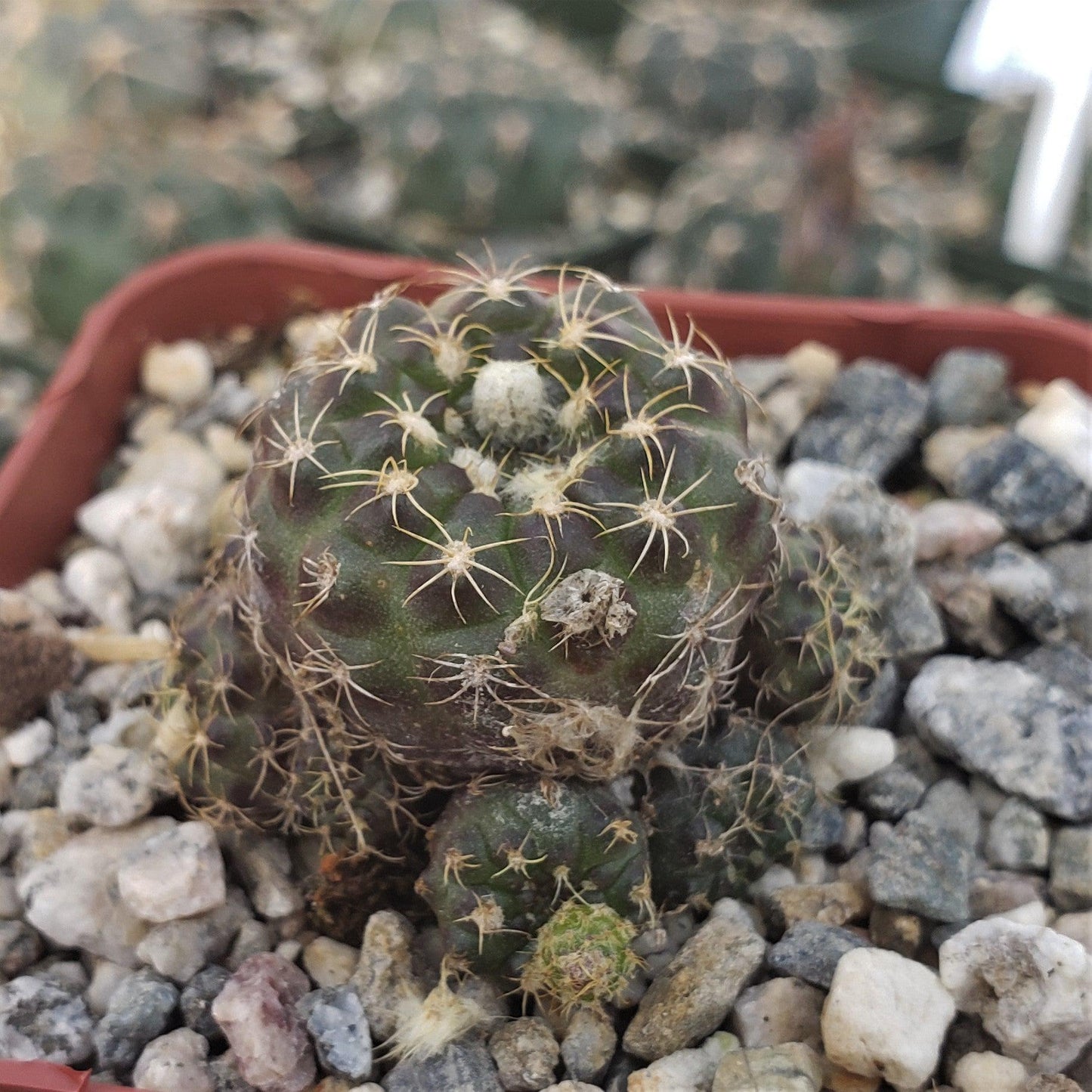 Frailea buenekeri