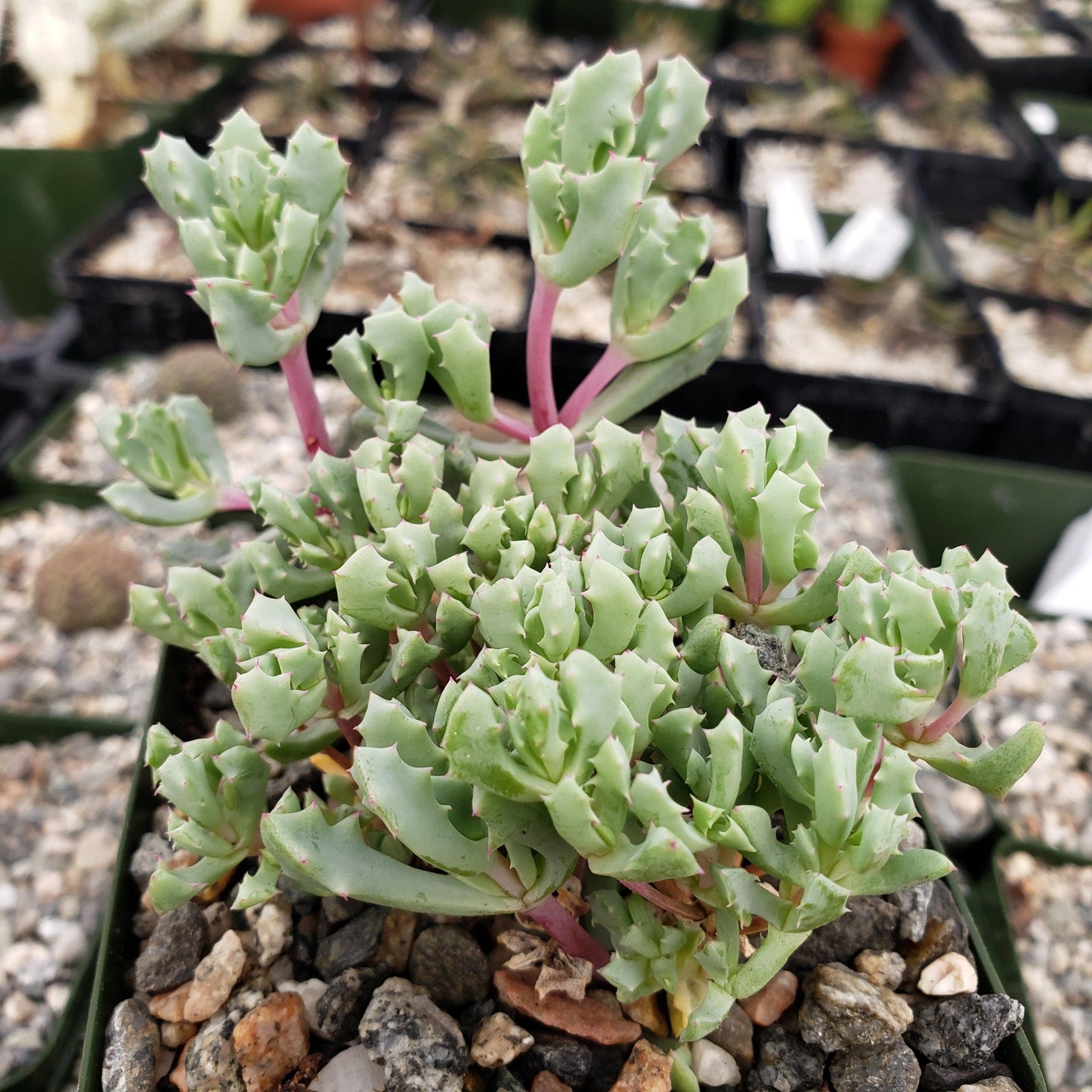 Pink Ice plant Succulent 'Oscularia deltoides'