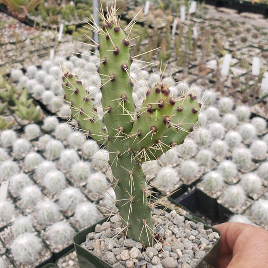 Opuntia consolea falcata