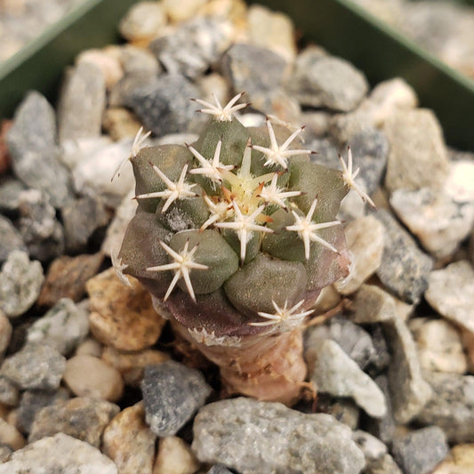 Turbinicarpus lophophoroides