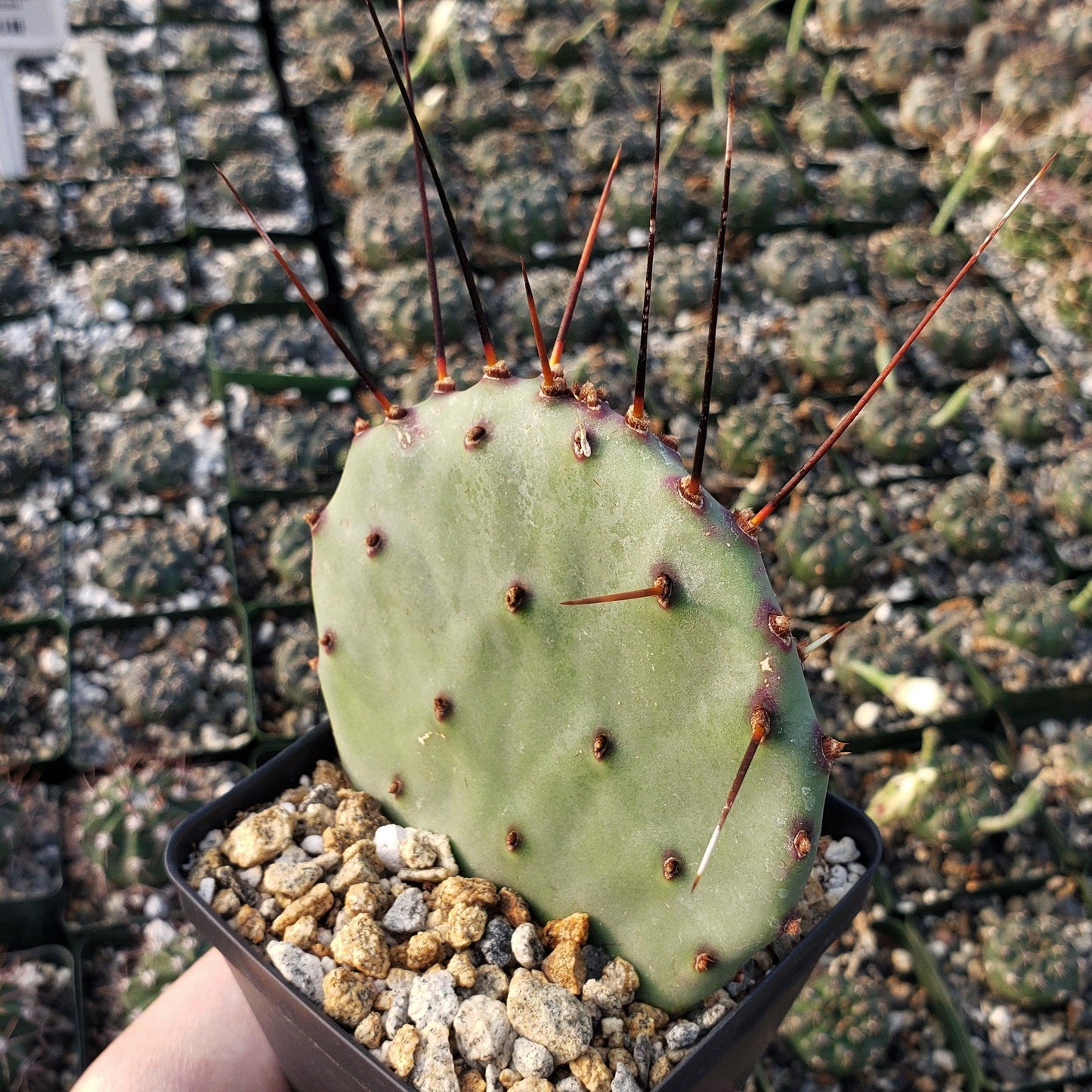 Purple Prickly Pear 'Opuntia macrocentra'