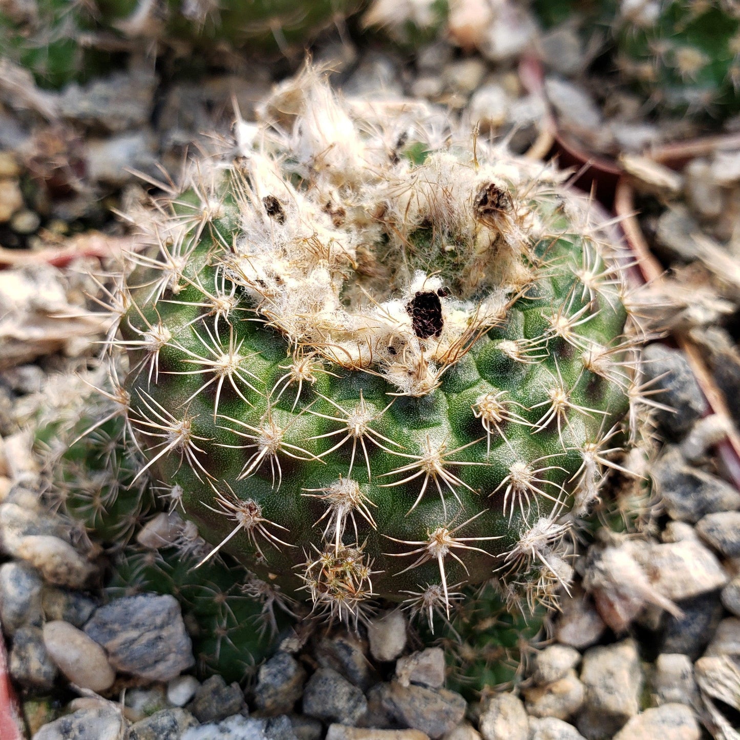 Frailea grahliana